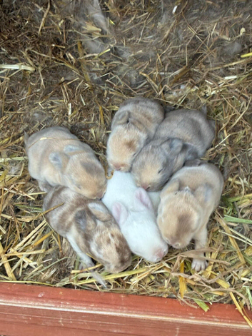 3 baby bunnies left ready 15 July