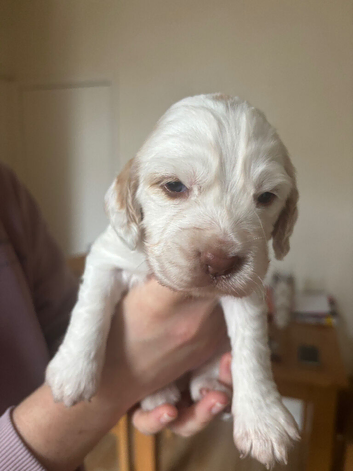 6 beautiful sprocker cross puppy's for sale