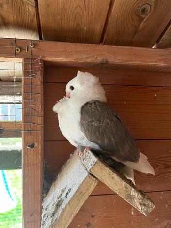 German owl young birds