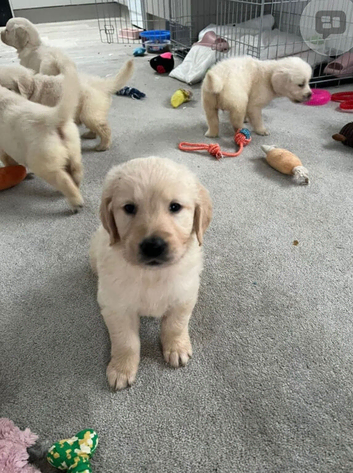 Golden retriever pups