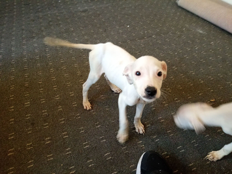Learcher staff puppies