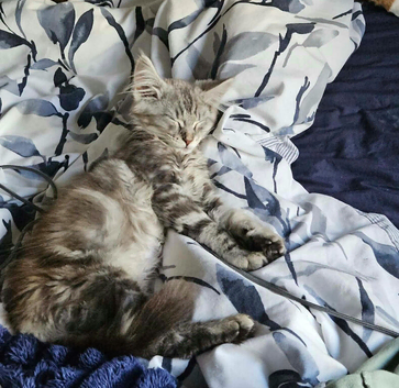 Female main coon kitten