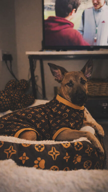 Gizmo | German Shepherd x Lurcher
