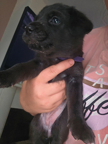 Patterdale puppies
