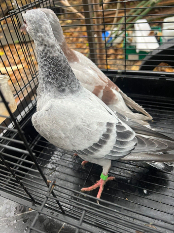 Nice colour and quality racing Pigeon