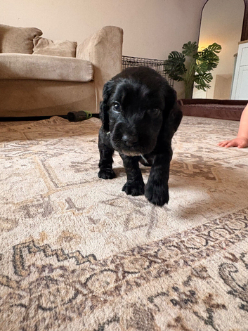1 male cocker spaniel puppy left