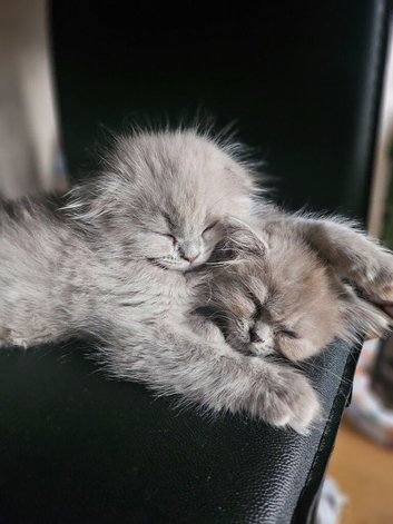 Ragdoll x scottish fold