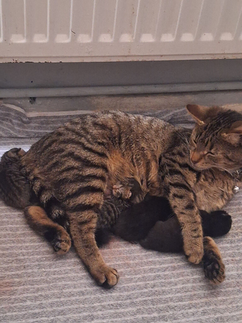3 Male Kittens