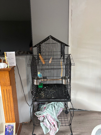 Budgie and cage