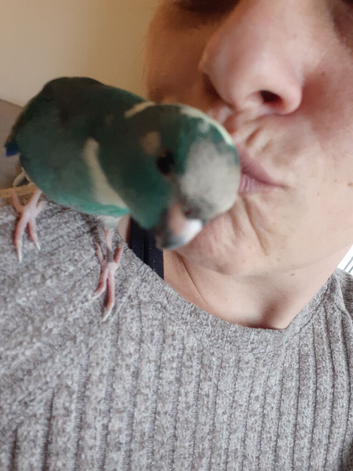 10 week male