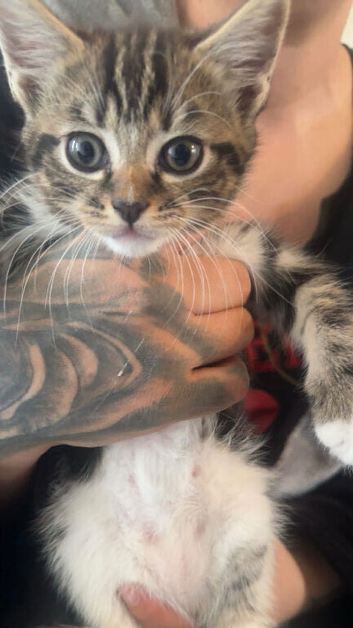 Kittens for sale