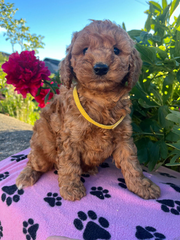 Poodle. X cocker spaniel puppies