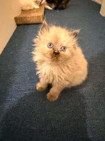 6 ragdoll x Persian kittens