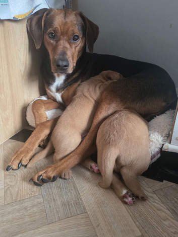 Golden / Fox Red Labrastaff &times; Labrador Puppies