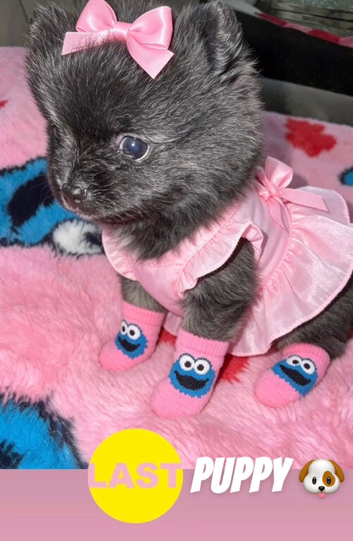 1 Mini Pom Star Left
