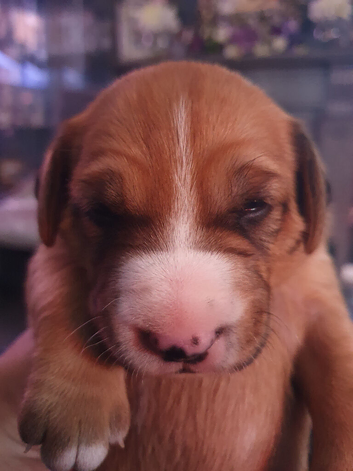 Bull Terrier Cross Puppies