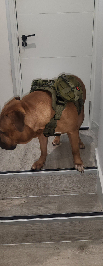 Boerboel Mastiff Mix