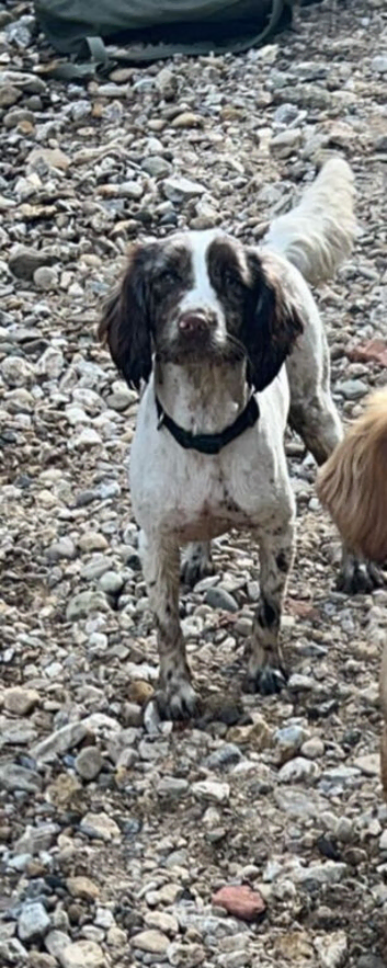 Cocker spaniel