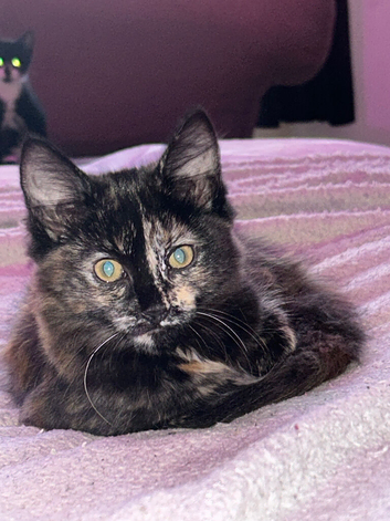 Beautiful Tortoiseshell Kitten &ndash; Ready for Her Forever Home!