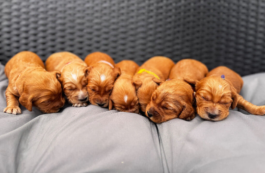Beautiful Cocker spaniels puppies