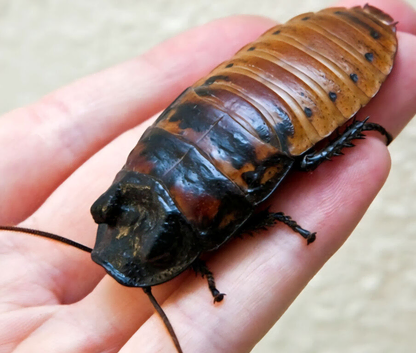 Madagascar cockroach