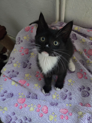 2 Beautiful Female Kittens &ndash; Ready Now, Vet Checked & Litter Trained &pound;120 Each