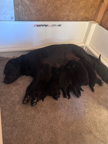 Working black lab puppies