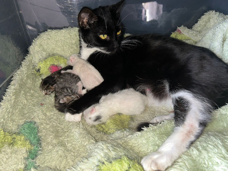 Four kittens