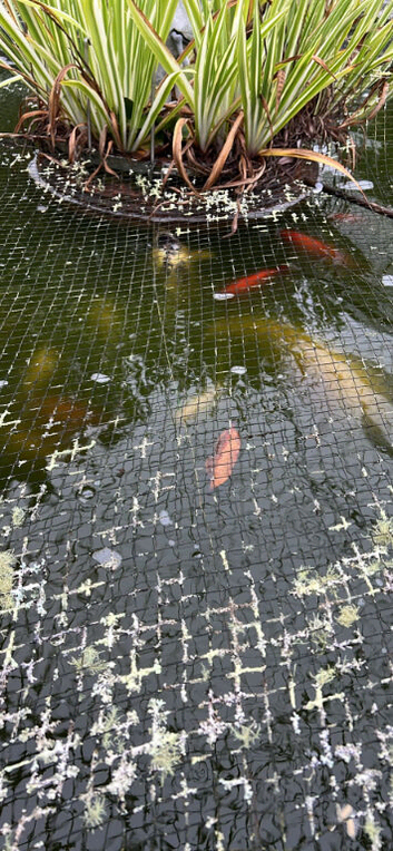 Various goldfish
