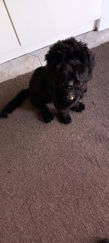 Male cockapoo for sale