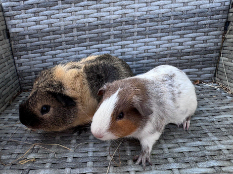 Young boars now &pound;15 the pair