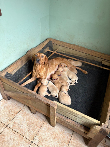Kennel Club Registered Labrador Puppies &ndash; Working Lines