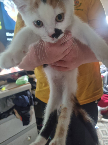 White ginger and black kitten for sale