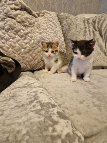 Kittens ready for homes tabby white black
