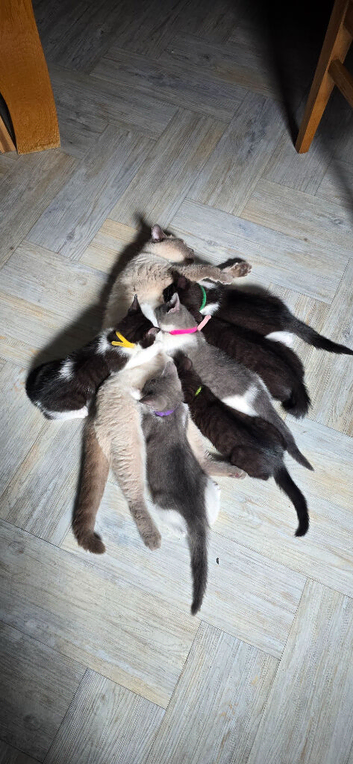 Cross bred British shorthair kittens
