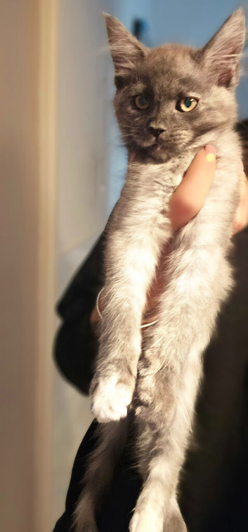 Stunning Mainecoon