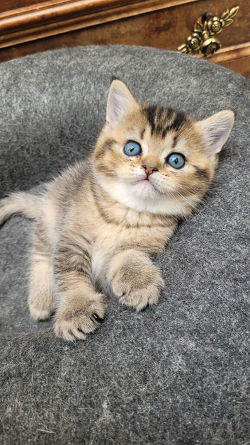 Scottish fold