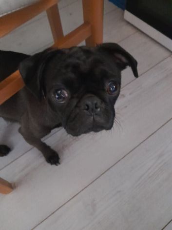 Pug X Puggle Gorgeous Tiny Puppies