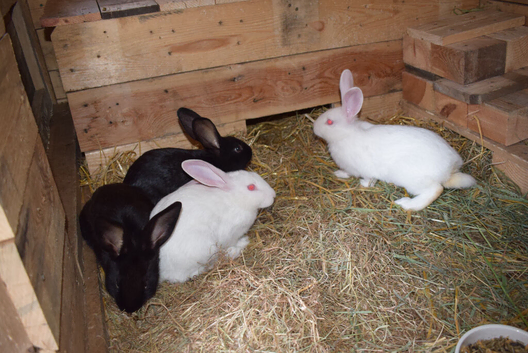 New Zealand rabbits in Craigavon