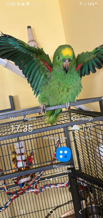 Yellow headed amazon parrot