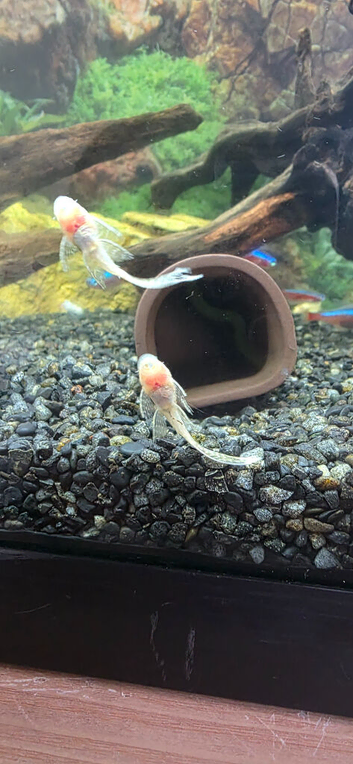 Tropical fish