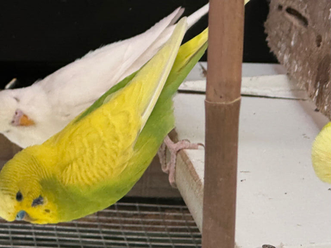 Albino and green