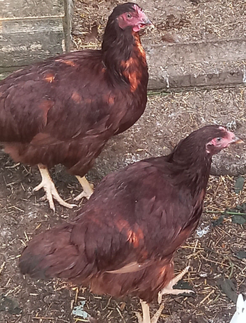 2 quality traditional rhode Island red females