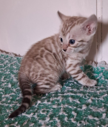 Stunning Charcoal Bengal kittrns
