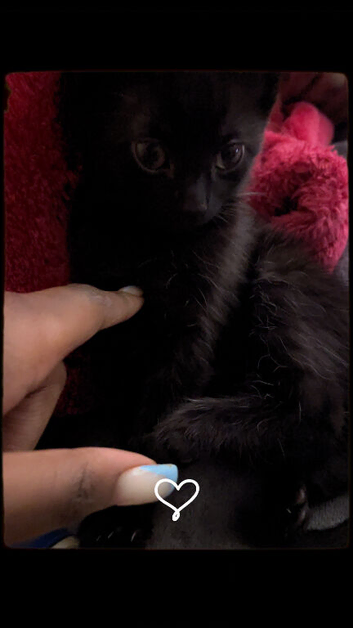 Kitty