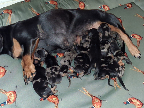 Beautiful mini dachshunds