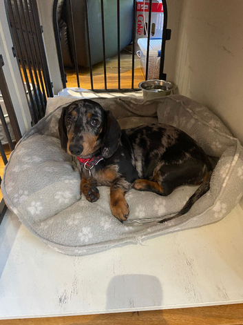 female miniature Dachshund 4 months old
