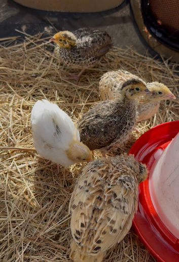 11 quails for sale with coop