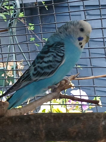 baby budgie and cage