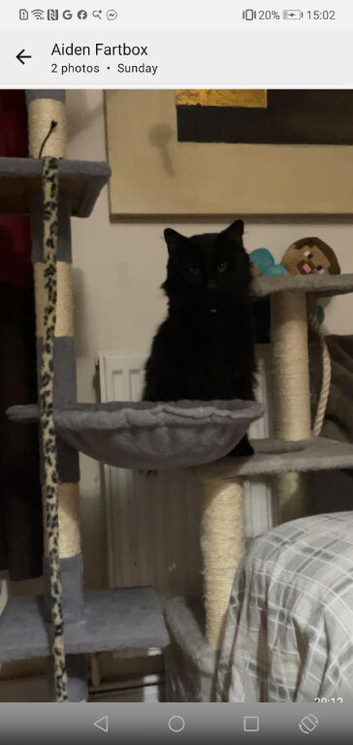 Black cat looking for forever loving home